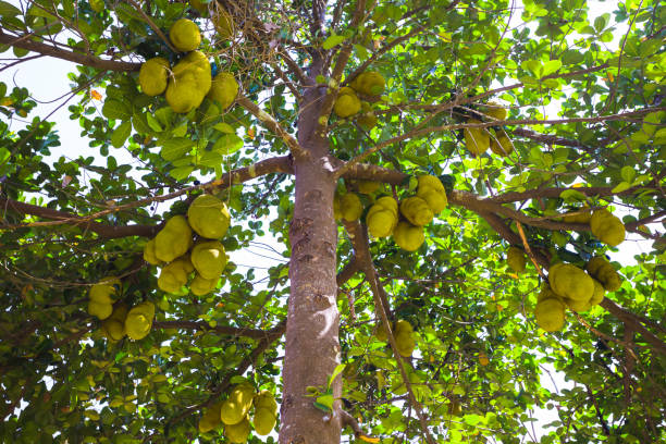 Artocarpus heterophyllus (Jackfruit)